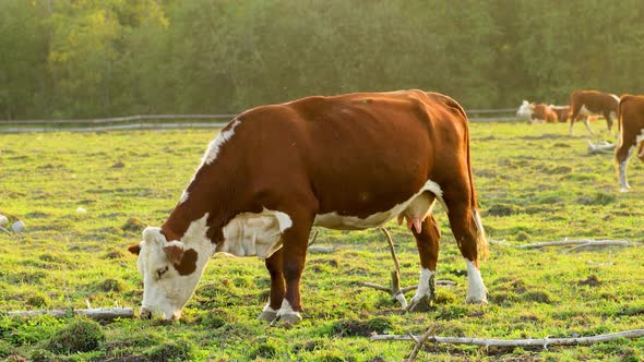 A herd of cows grazes in the pasture.