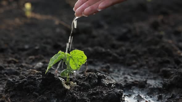 Care of the Crop alt