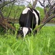 cow grazes in a pasture - VideoHive Item for Sale