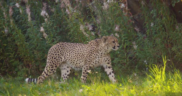 Alert Adult Cheetah Walking in the Shadows on a Grassy Field and Looking Into Camera