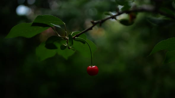 A Lone Red Cherry on a Twig with Green Leaves Dangling in the Wind