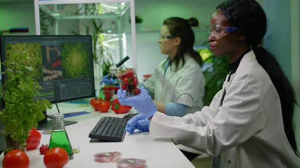 Pharmaceutical Scientist Looking at Strawberry Injecting with Pesticides alt