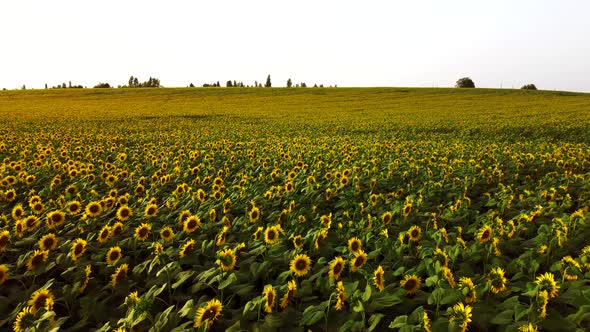 Sunflower Flowers Close Up alt
