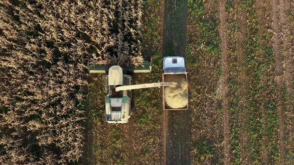 Aerial Top View Harvester Collect Ripe Corn Field And Pour It In Tractor Trailer alt
