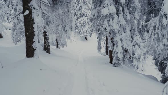 Skiing through the snowy forest on ski touring trail, slow motion, pov, wide alt