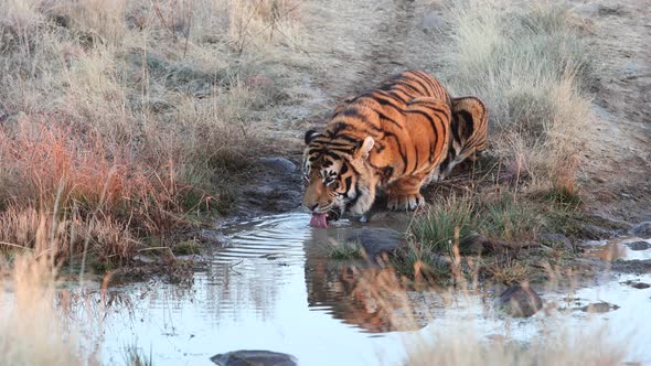 Vibrant orange fur of Bengal Tiger drinking water from muddy pond alt