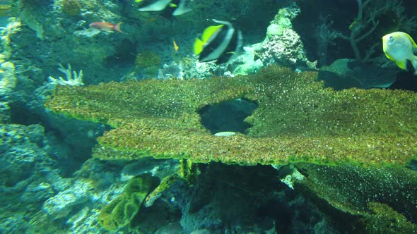 The Underwater World alt