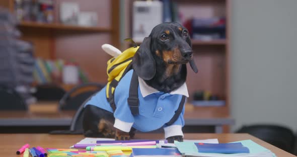 Cute Dachshund Puppy in School Uniform is Obediently Sitting at Desk with Backpack in Form of Bee It alt