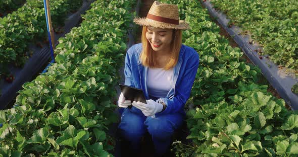 Asian Female  Smart Farmer Using Tablet Examining Fresh Strawberry In Farm. alt
