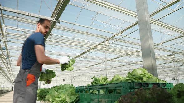 Farmer in a Greenhouse with Modern Technology Harvesting alt