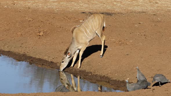 Kudu Antelope And Guineafowls At A Waterhole alt