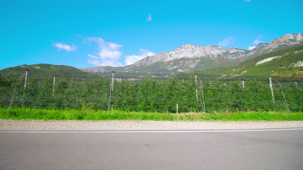 Rows of Apple Trees Stretch Along Road Against Mountains alt