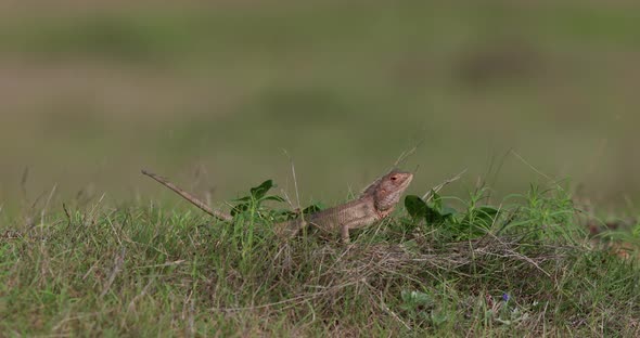 Wide Garden Calotis basking in sun being cold blooded on green grass slow motion alt