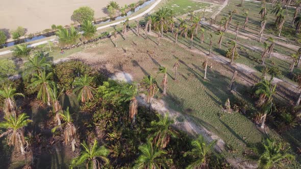 Group of buffaloes walk in a row alt