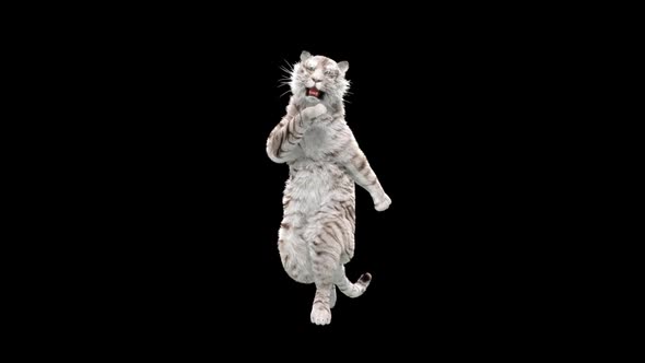 White Tiger Dancing HD alt