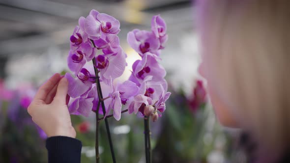 A Woman Chooses an Orchid for Home Gardening alt