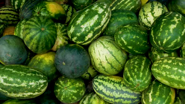 Many Striped and Dark Green Ripe Watermelons are Lying in a Pile on the Ground