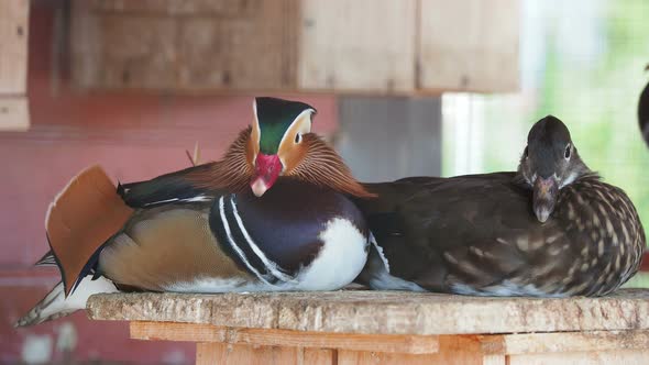Mandarin Duck, Aix Galericulata. Colorful Birds Are Staying on Water Pool Edge. alt