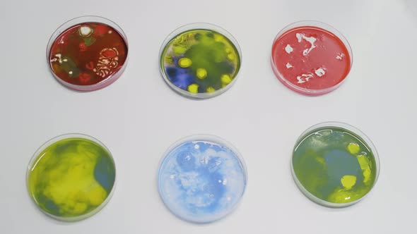 Close Up of Petri Dish with Bacteria on Desk in Laboratory alt