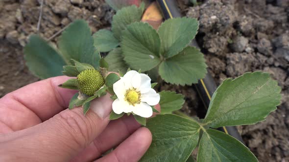 Strawberry Plant That Begins To Form Flowers And Fruits alt