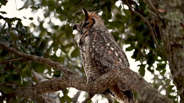 A Great Horned Owl Video Clip 
