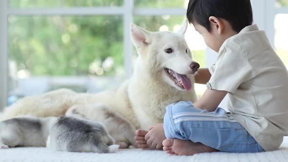 Cute Asian Child Playing Siberian Husky Dog At Home  alt