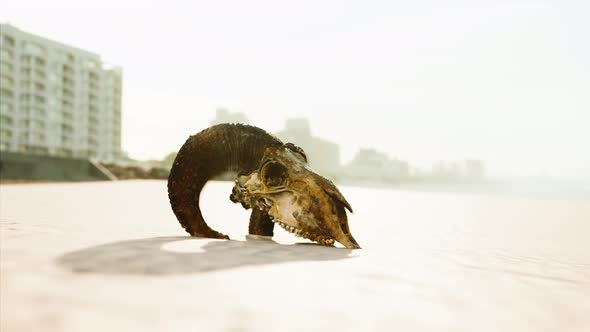Closeup of a Skull Laying on the Wet Sand alt