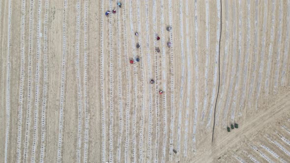 Aerial View Of The Garden alt