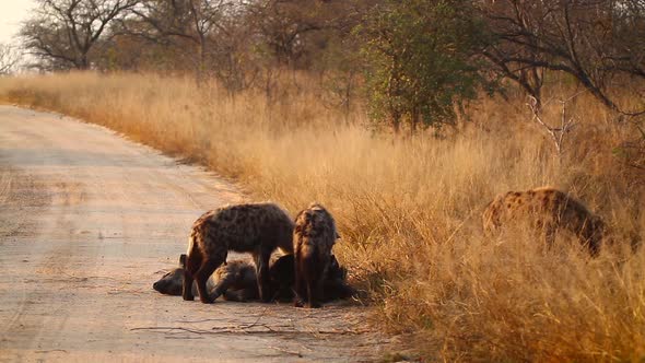 Spotted hyaena in Kruger National park, South Africa alt