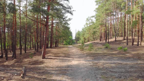 Pine Forest Footpath alt