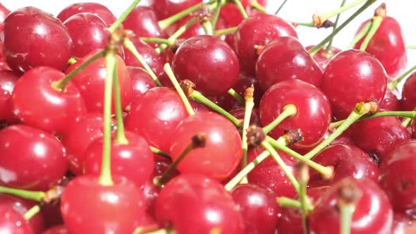 Many Red Cherries with Shoots alt