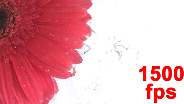 Flower Dropped Into The Water  alt