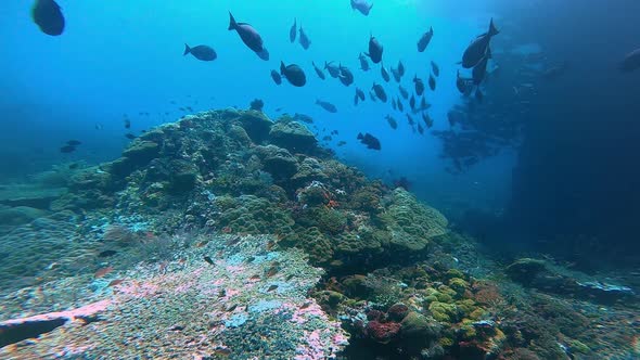 approaching a big coral structure with colorful corals and a group of surgeon fish swimming on top alt