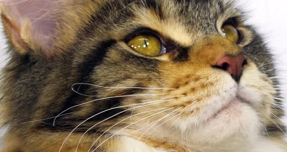 Brown Tortie Blotched Tabby and White Maine Coon Domestic Cat, Close up of the head of Female alt