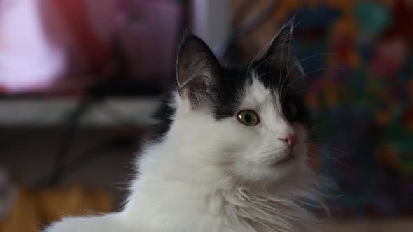 Black and White Cat in the Apartment. Shakes His Head