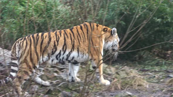 Siberian tiger walking. Tiger in the nature habitat.