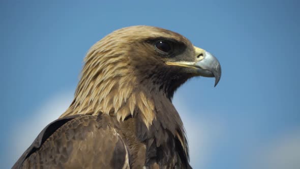 Eagle Closeup Against Blue Sky
