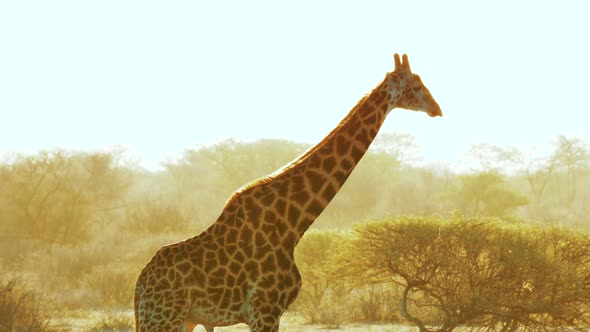Giraffe Drinking Water At Sunset In African Wilderness - Medium Shot alt