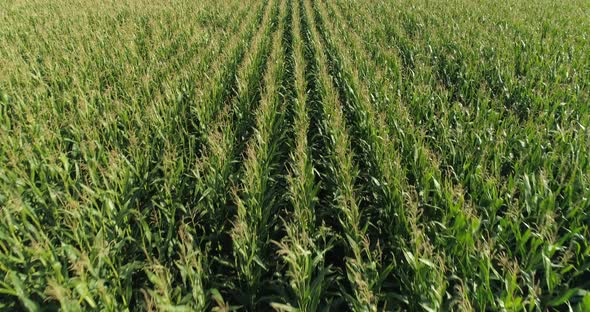 Green Corn Field Moving in Wind in Sunny Day Aerial View alt