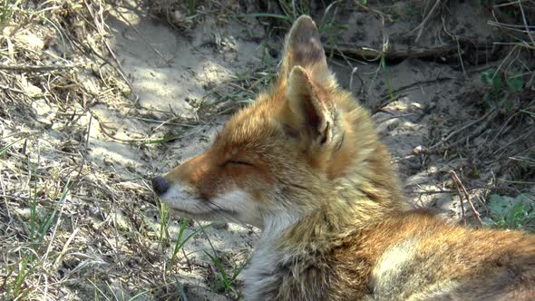 Close up of a lying red fox in the dunes. alt