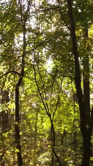 Vertical Video of Trees in the Forest in Autumn alt