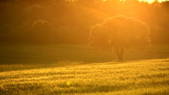 Field of Wheat on Sunset