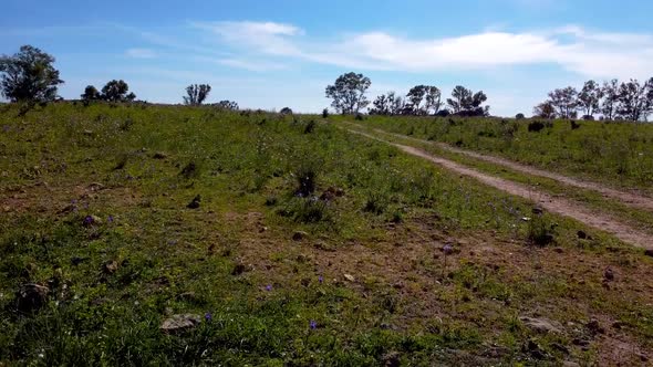 Slow and low camera of a meadow with a demarcated path on the right on a sunny day. alt