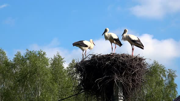 Three Young Storks In The Nest
