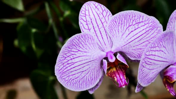 Light Pink Orchids In The Garden 1 alt