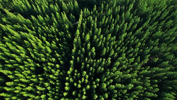 Aerial view from drone over pine forest. 4K alt
