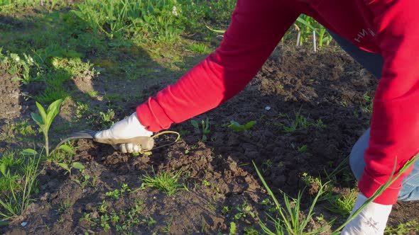 Woman in White Rubber Gloves Loosens Soil in Garden with Chopper and Weeds From Grass