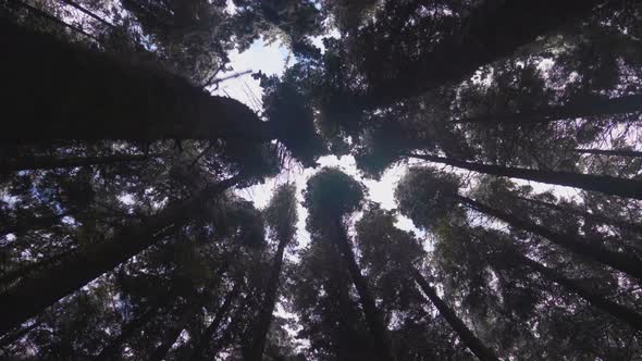 Trees in forest covered in heavy snow on a bright day 13 alt