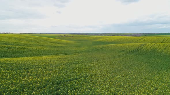 Blooming Rapeseed Field on the Hills in the Form of Waves