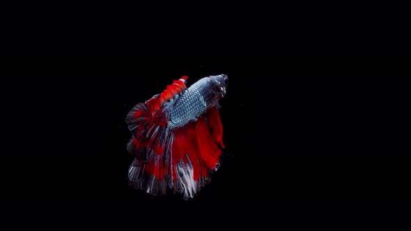 Siamese fighting fish (Betta splendens) alt